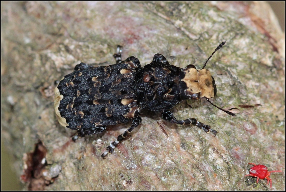 Platyrhinus resinosus - nagy orrosbogár