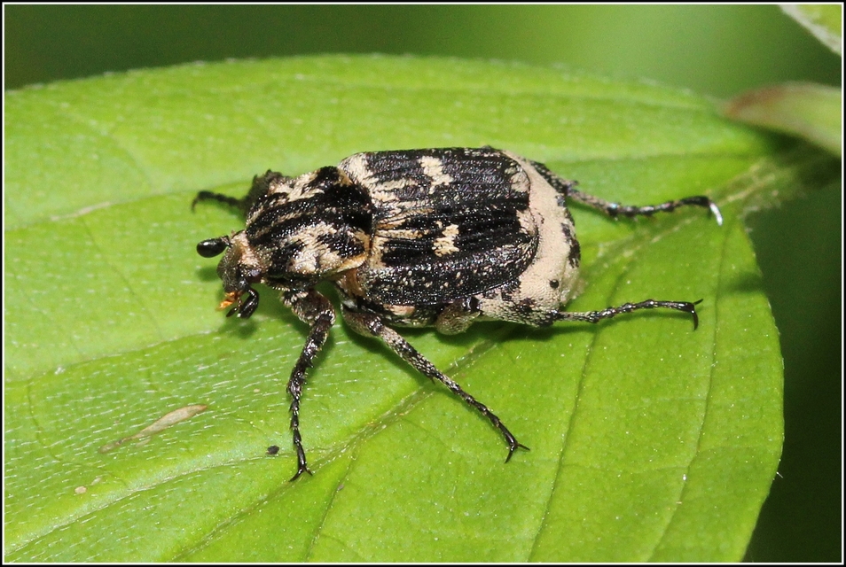 Valgus hemipterus - suta virágbogár