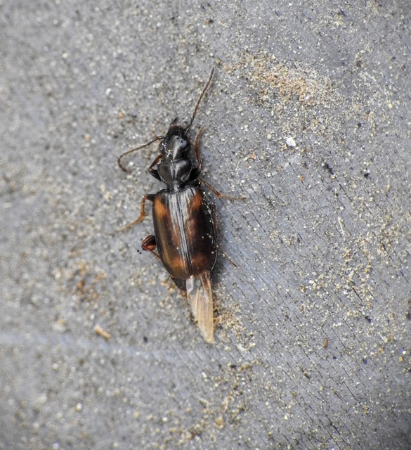 Syntomus obscuroguttatus - négyfoltos gyökérfutó