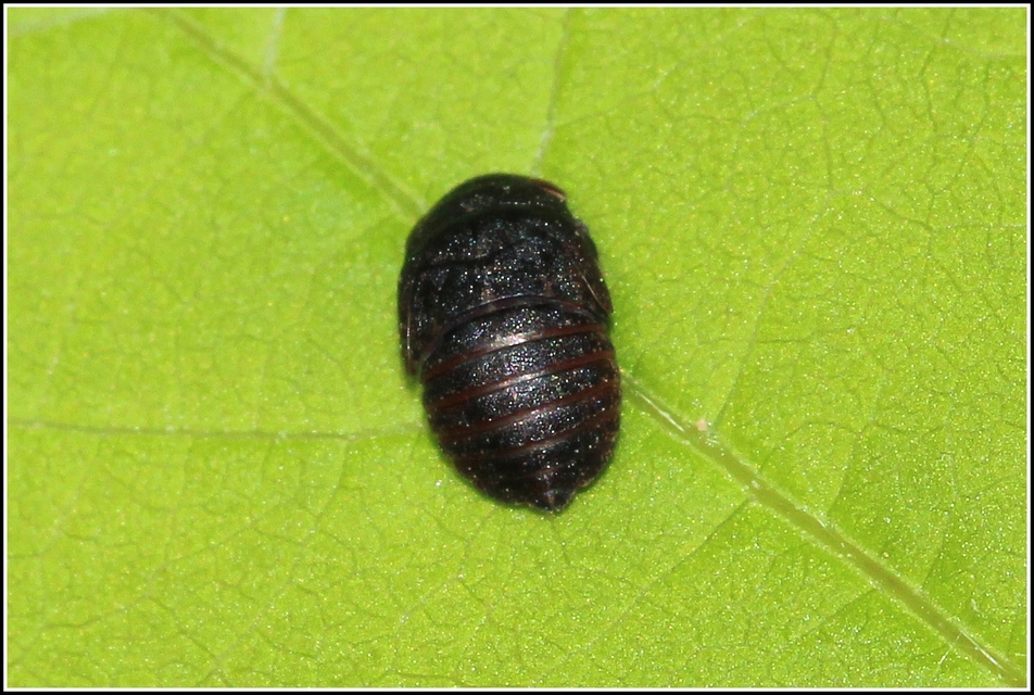 Penthimia nigra - fekete kabóca