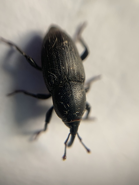 Sphenophorus striatopunctatus - mezei zsuzsok