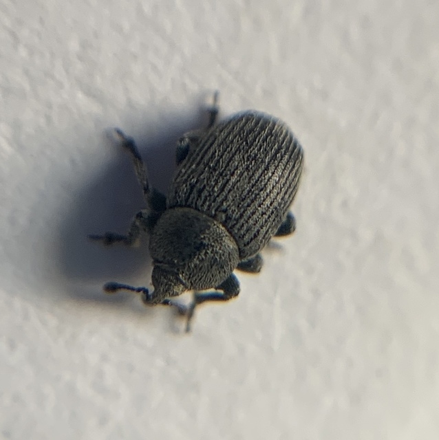 Rhinusa linariae - gubacsképző gyújtoványfű-ormányos