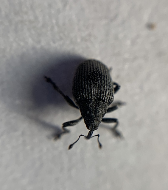 Ceutorhynchus napi - széles repce-ceutormányos