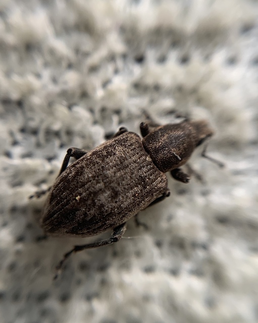 Tanymecus palliatus - közönséges hegyesfarúbarkó