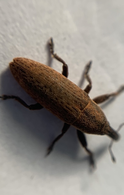 Lixus brevipes - vaskosorrú dudvabarkó