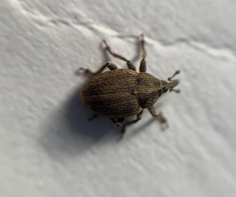 Sibinia pellucens - mécsvirágormányos