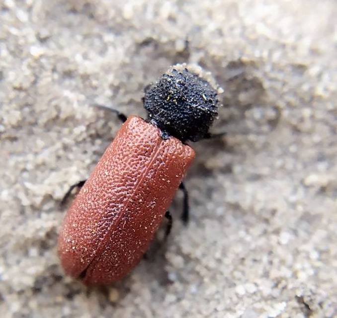 Bostrichus capucinus - piros csuklyásszú