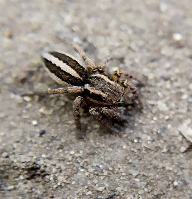 Phlegra fasciata - sávos ugrópók