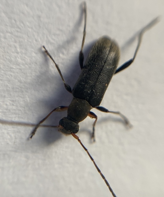 Grammoptera ruficornis - gyűrűscsápú galagonyacincér Grammoptera ruficornis - gyűrűscsápú galagonyacincér
