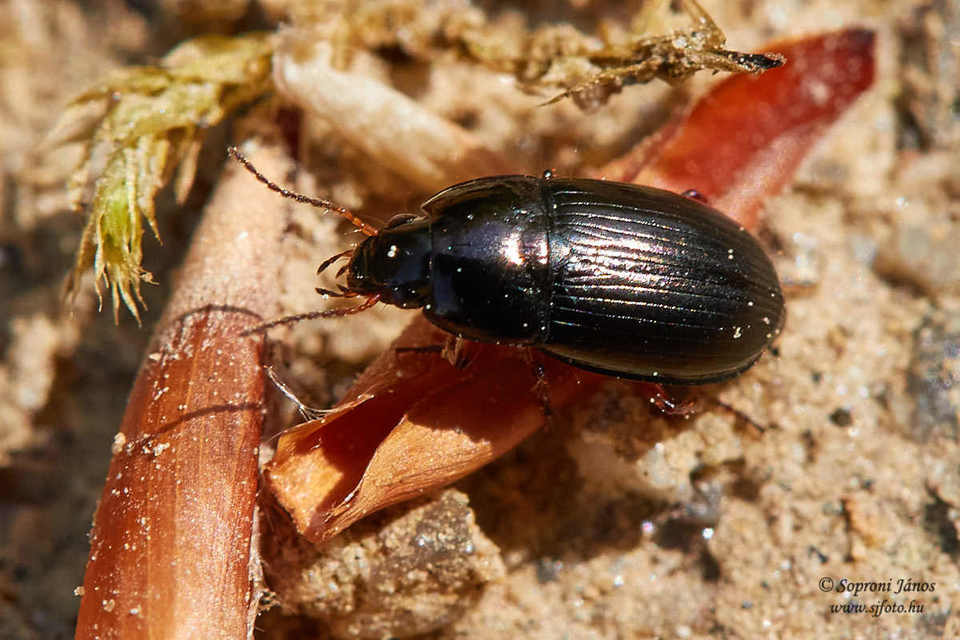 Amara familiaris - kerti közfutó Amara familiaris - kerti közfutó