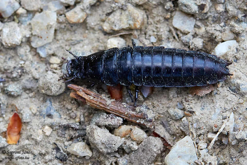 Carabus