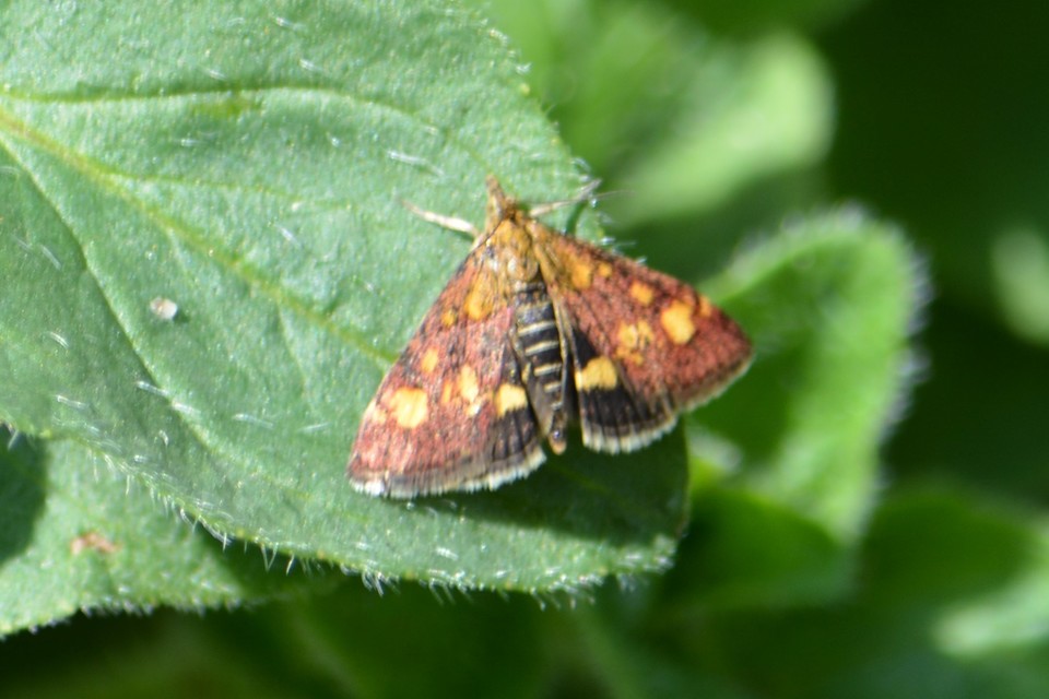 Pyrausta aurata - aranyló bíbormoly