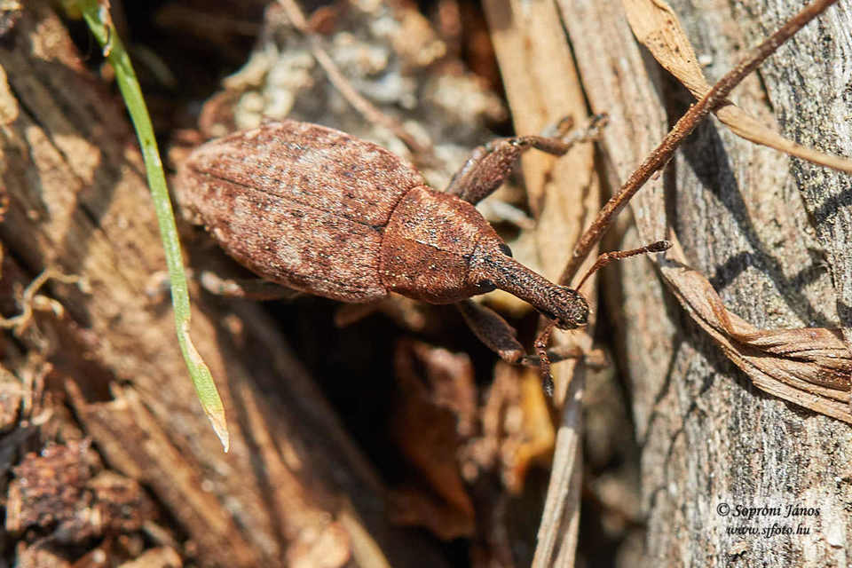 Lepyrus armatus - tompafogú fűzormányos