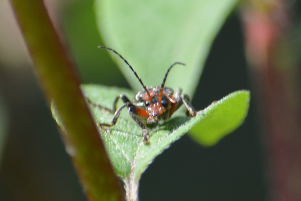 Cantharis rustica - suszterbogár