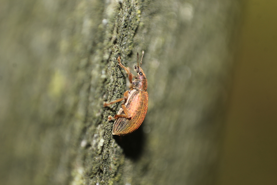 Polydrusus mollis - termetes lombormányos