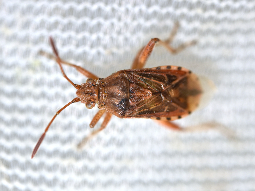 Rhopalidae - üvegpoloskák
