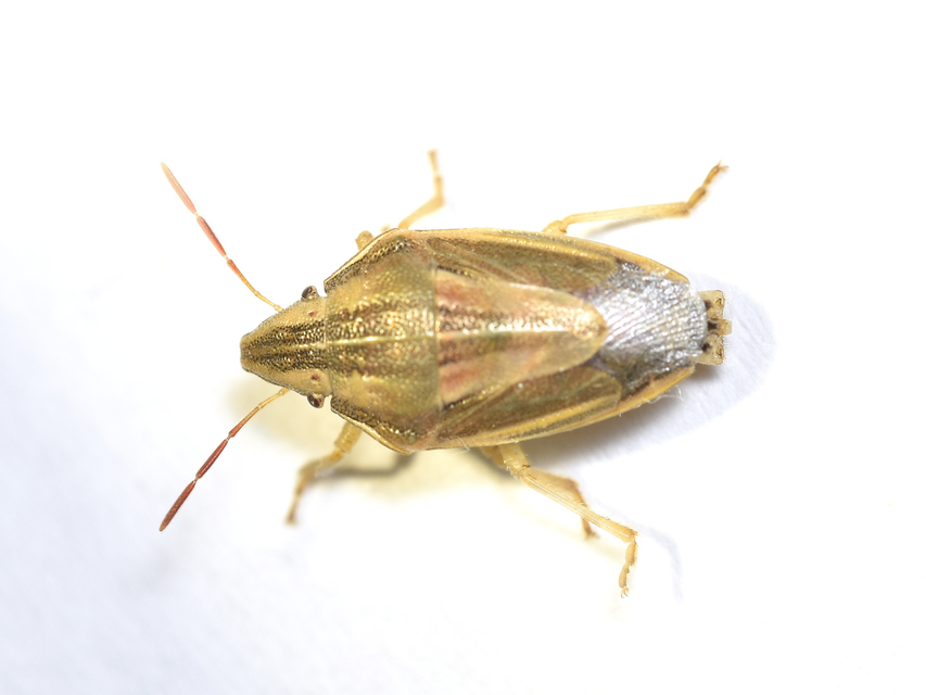 Aelia acuminata - közönséges szipolypoloska Aelia acuminata - közönséges szipolypoloska