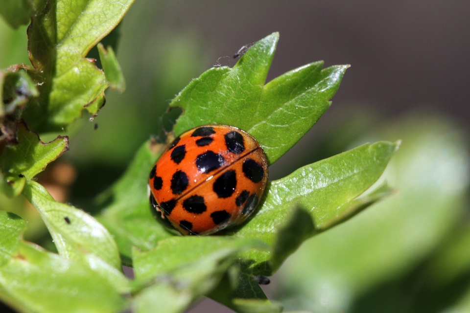 Harmonia axyridis - harlekinkatica
