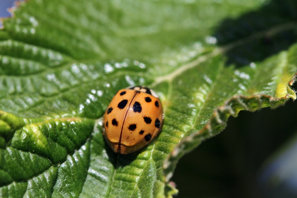 Harmonia axyridis - harlekinkatica