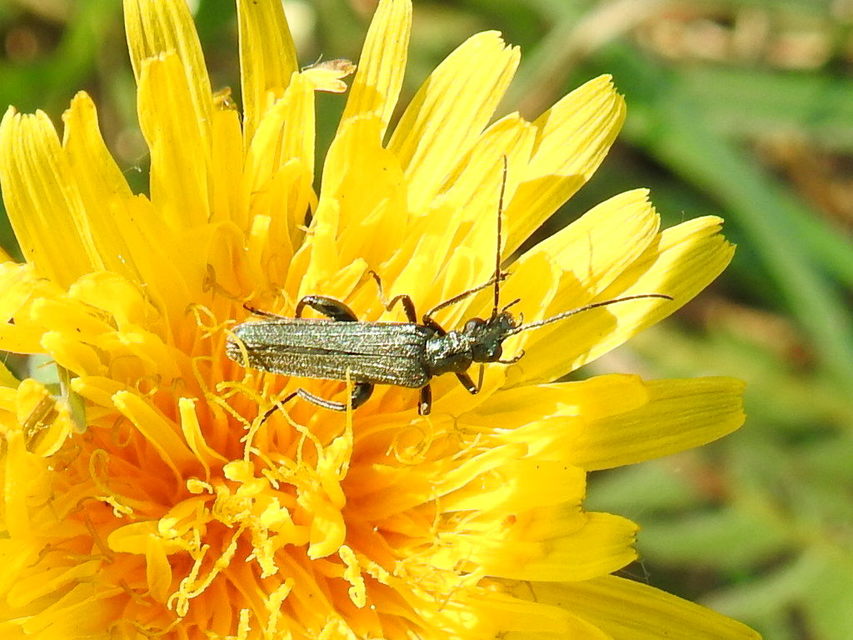 Oedemera