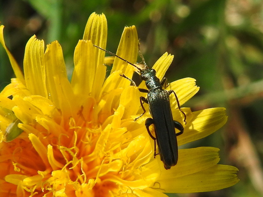 Oedemera