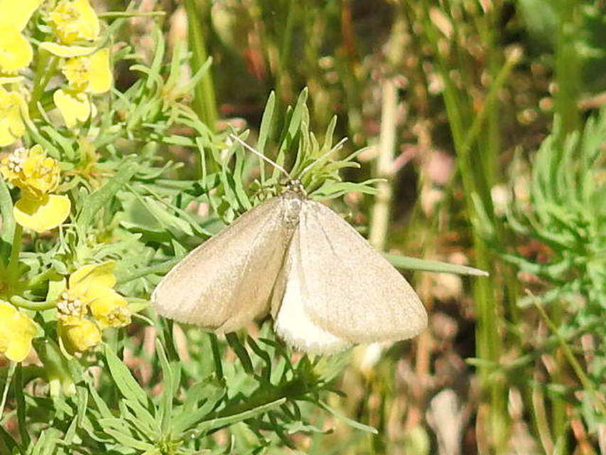 Minoa murinata - kutyatej-araszoló