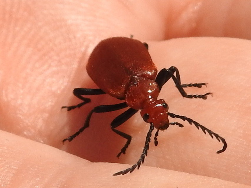 Pyrochroa serraticornis - közép-bíborbogár