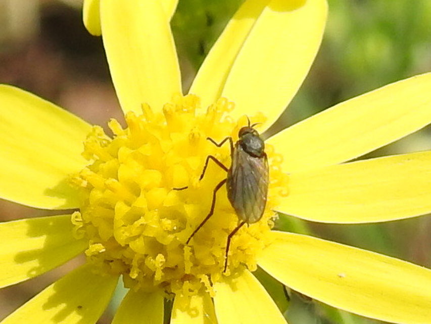 Empididae - táncoslegyek