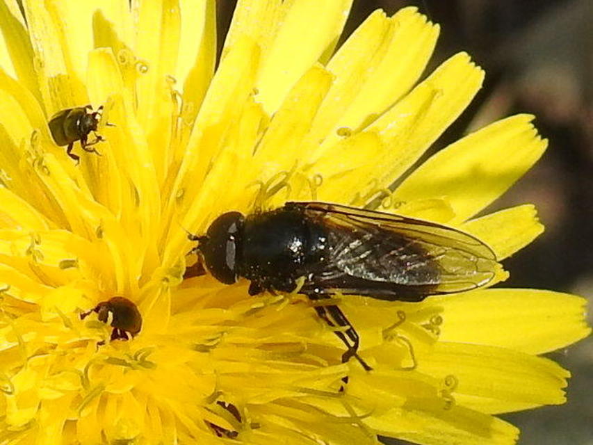 Cheilosia