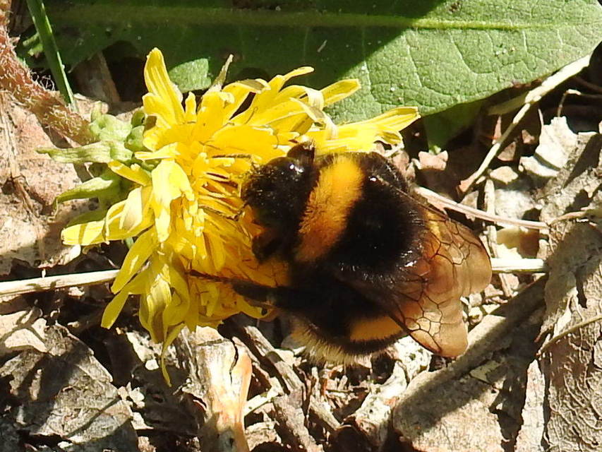 Bombus terrestris/lucorum