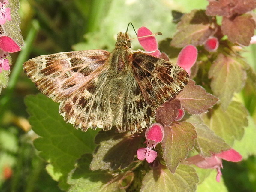 Carcharodus alceae - mályva-busalepke