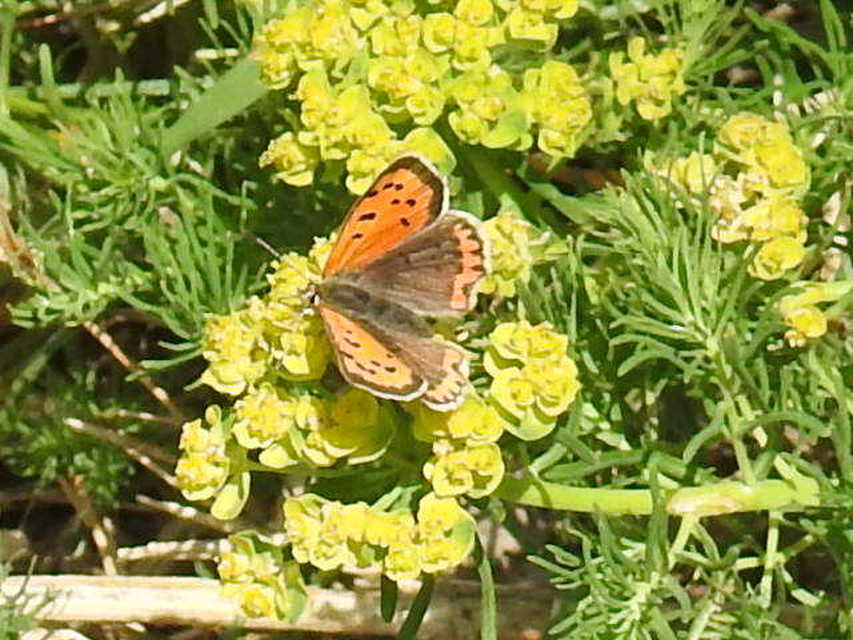 Lycaena phlaeas - közönséges tűzlepke