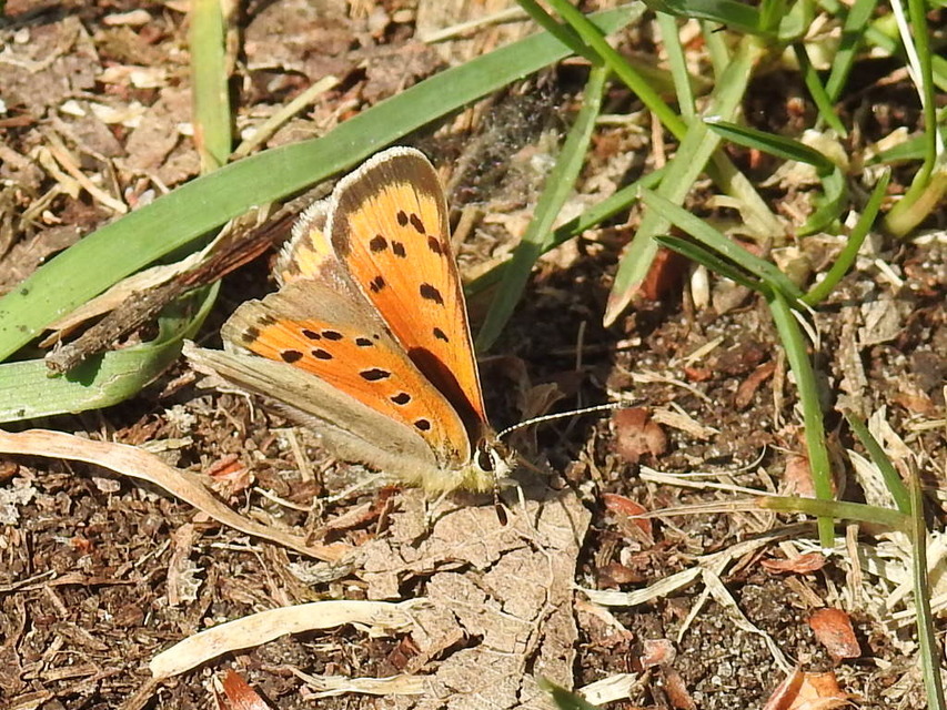 Lycaena phlaeas - közönséges tűzlepke