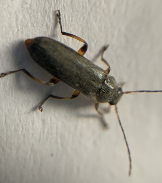 Osphya bipunctata - kétalakú komorka
