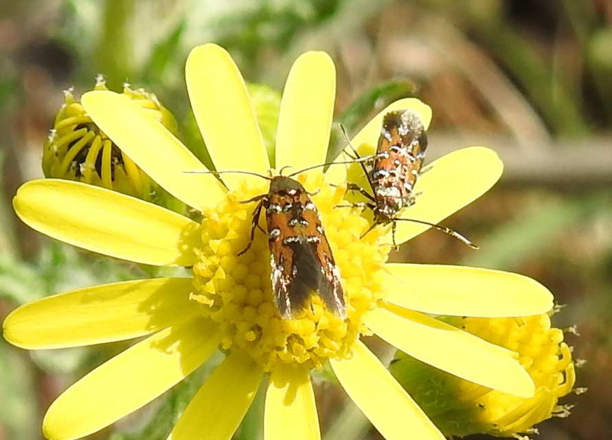 Pancalia leuwenhoekella - feketecsápú ibolyamoly