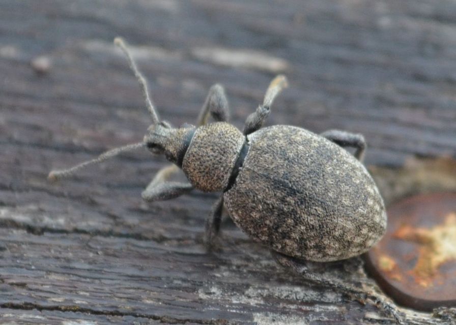 Otiorhynchus ligustici - vincellér-gyalogormányos