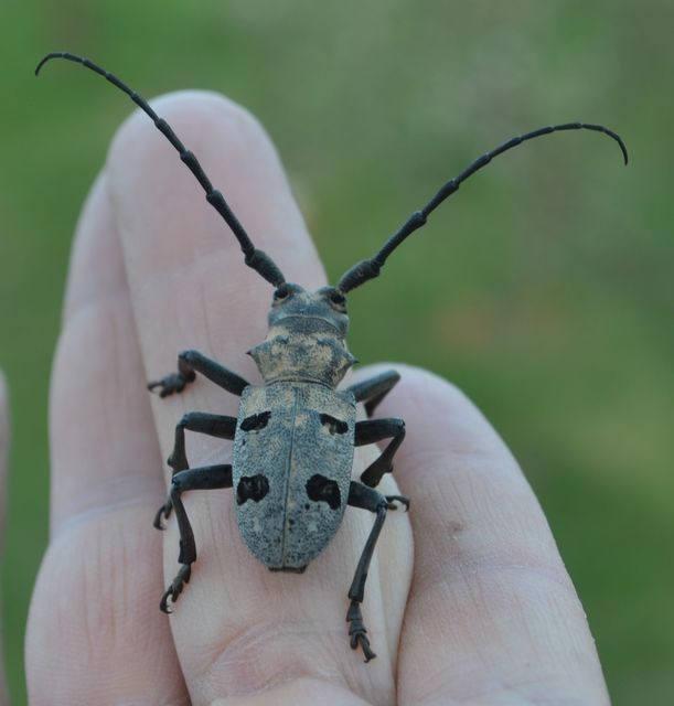 Morimus asper funereus - gyászcincér