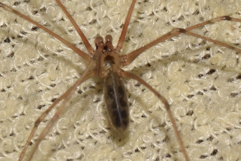 Pholcus phalangioides - nagy álkaszáspók