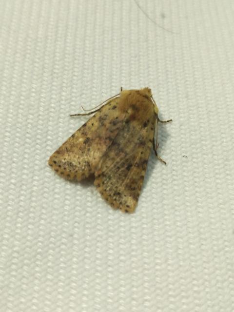 Conistra rubiginea - vörös őszibagoly