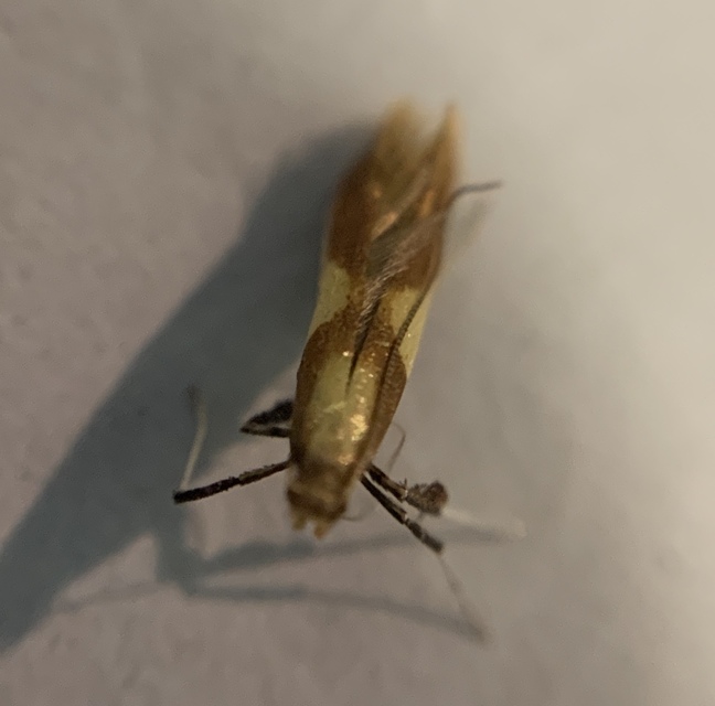 Caloptilia alchimiella - tölgygöngyölő keskenymoly