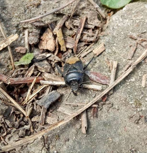 Cydnus aterrimus - nagy földipoloska