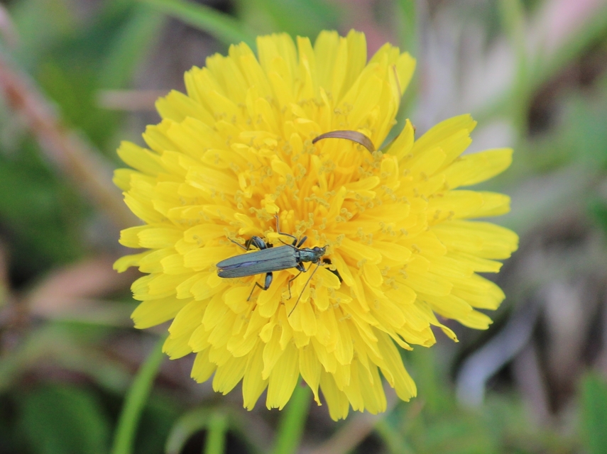 Oedemera virescens - zöldes álcincér