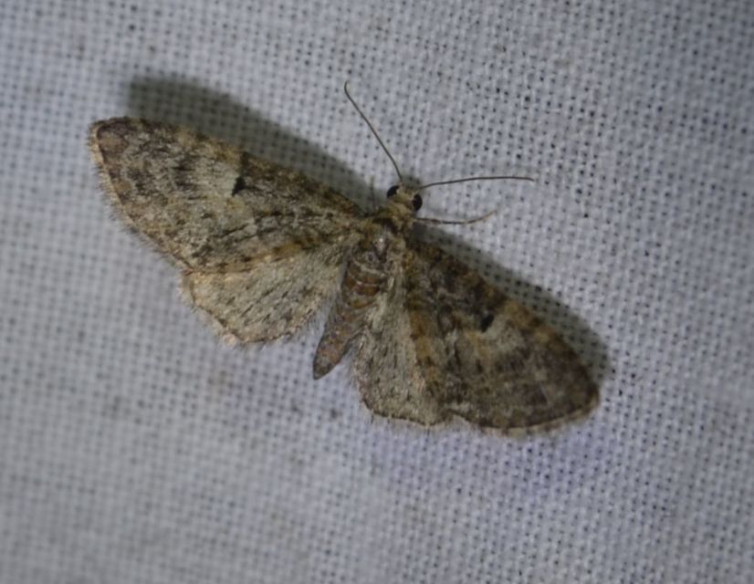 Eupithecia dodoneata - tölgy-törpearaszoló
