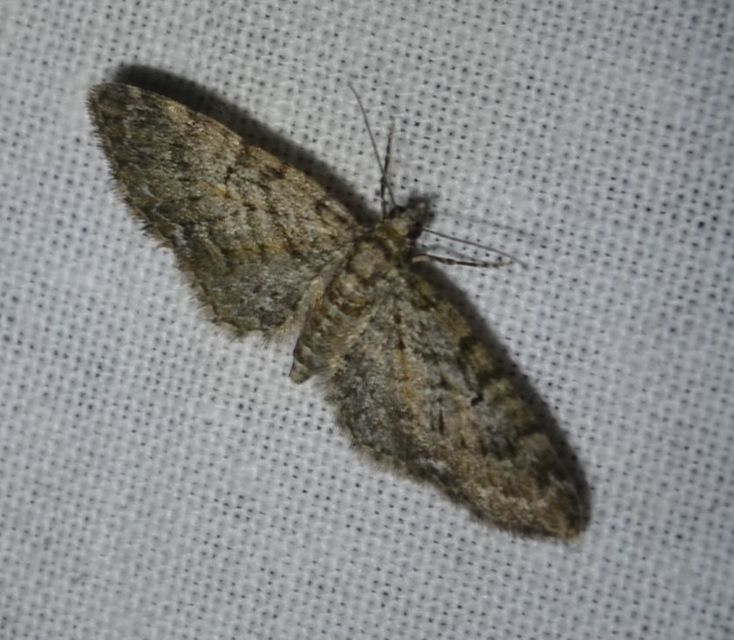 Eupithecia dodoneata - tölgy-törpearaszoló