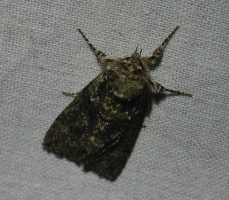 Acronicta rumicis - sóska-szigonyosbagoly