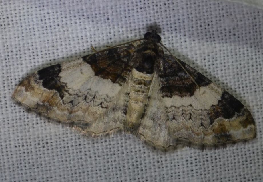 Catarhoe cuculata - csuklyás tarkaaraszoló
