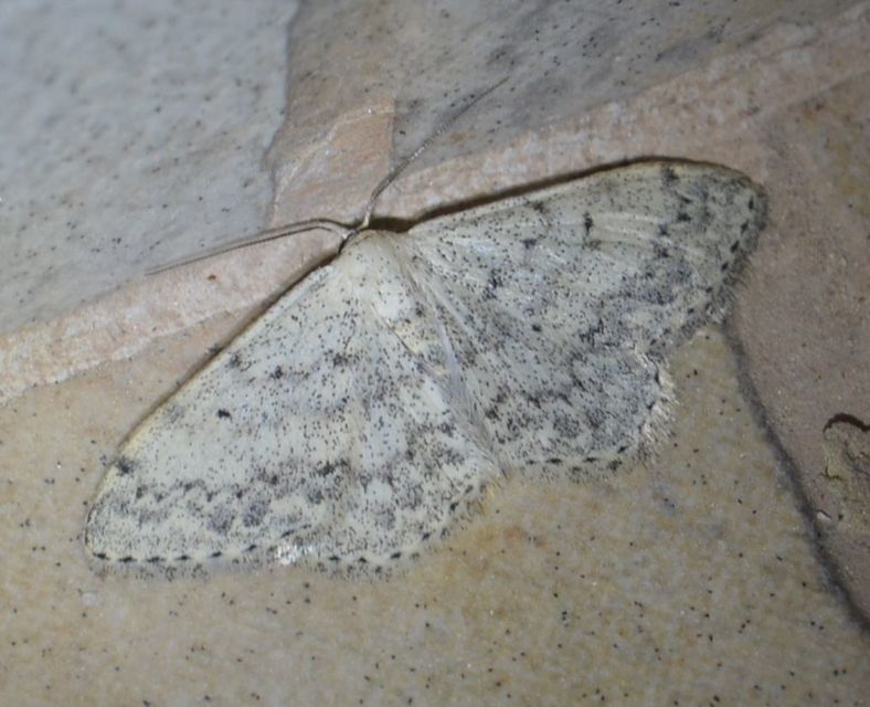 Scopula marginepunctata - pettyes sávosaraszoló