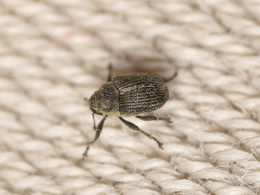 Ceutorhynchus typhae - pásztortáska-ceutormányos