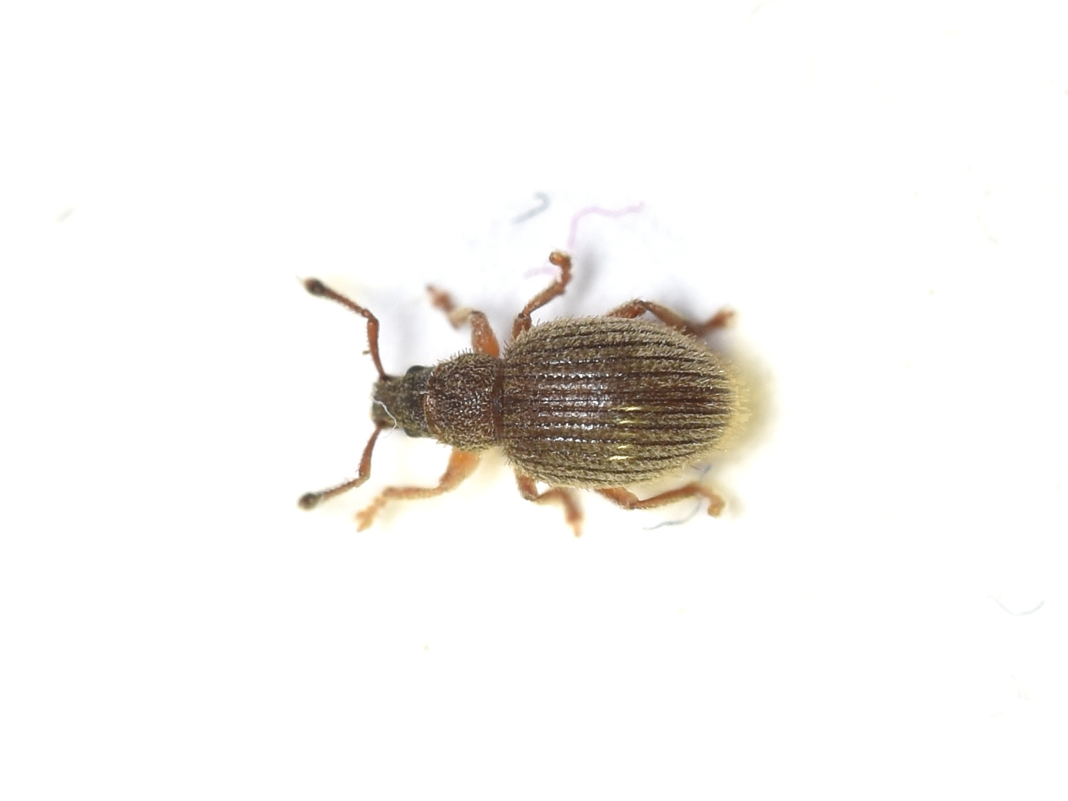 Brachysomus setiger - vastagcsápú gyepormányos