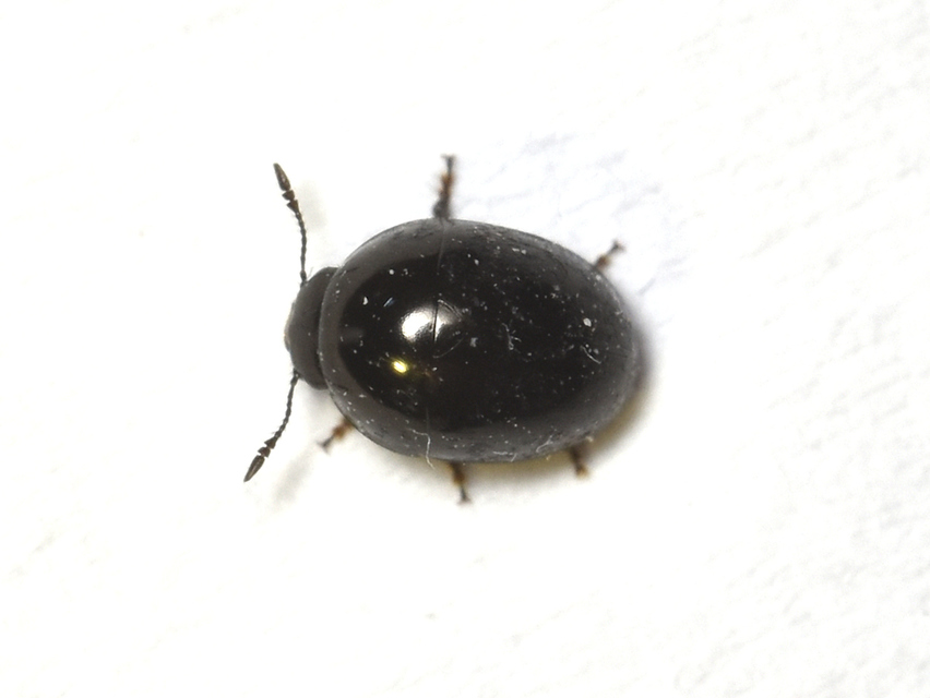 Phalacridae - kalászbogárfélék Phalacridae - kalászbogárfélék